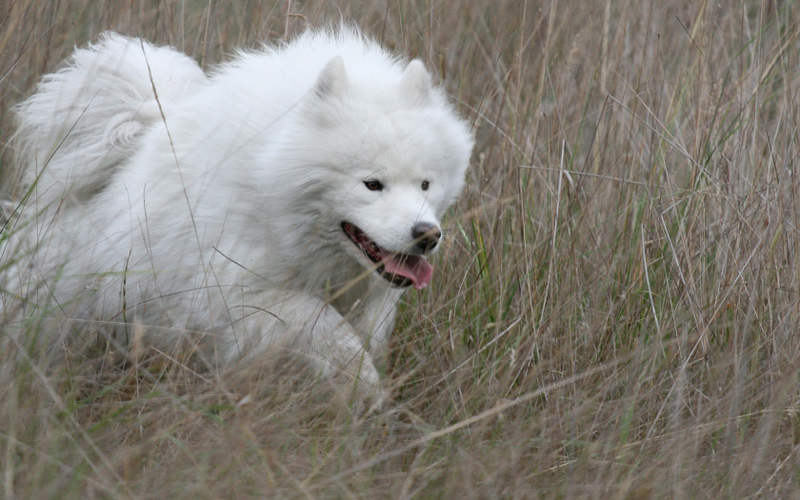 Perro de raza Samoyedo